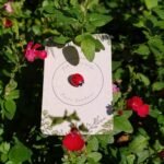 Pin's Coccinelle Porte-Bonheur